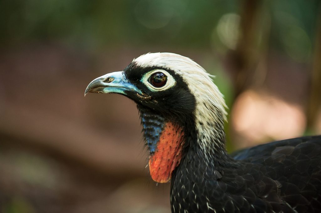 Aves nascidas no Parque das Aves vão para programa de reintrodução 2 Jacutinga 1
