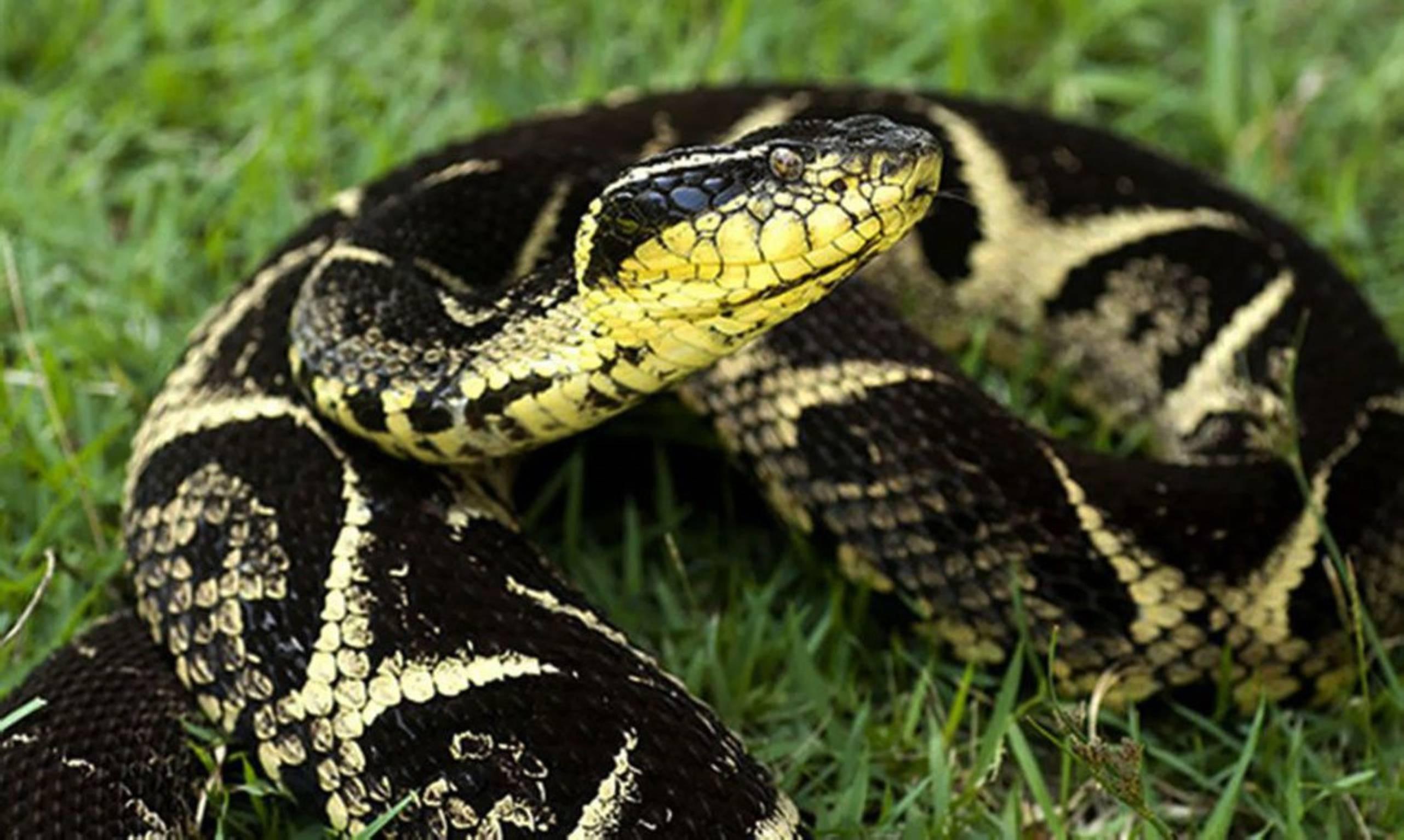 cobra