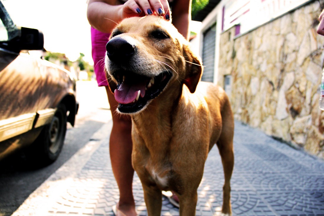 dog
