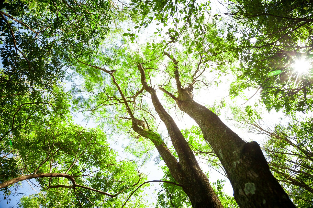 natureza