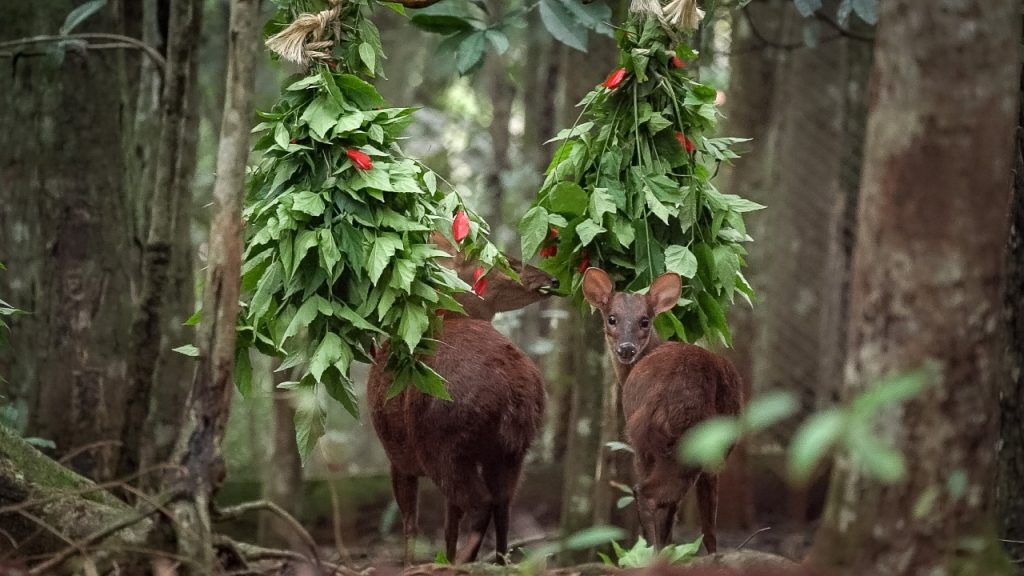 Itaipu desenvolve trabalho pioneiro para o bem-estar de animais no Refúgio Bela Vista 1 trabalho refugio 1
