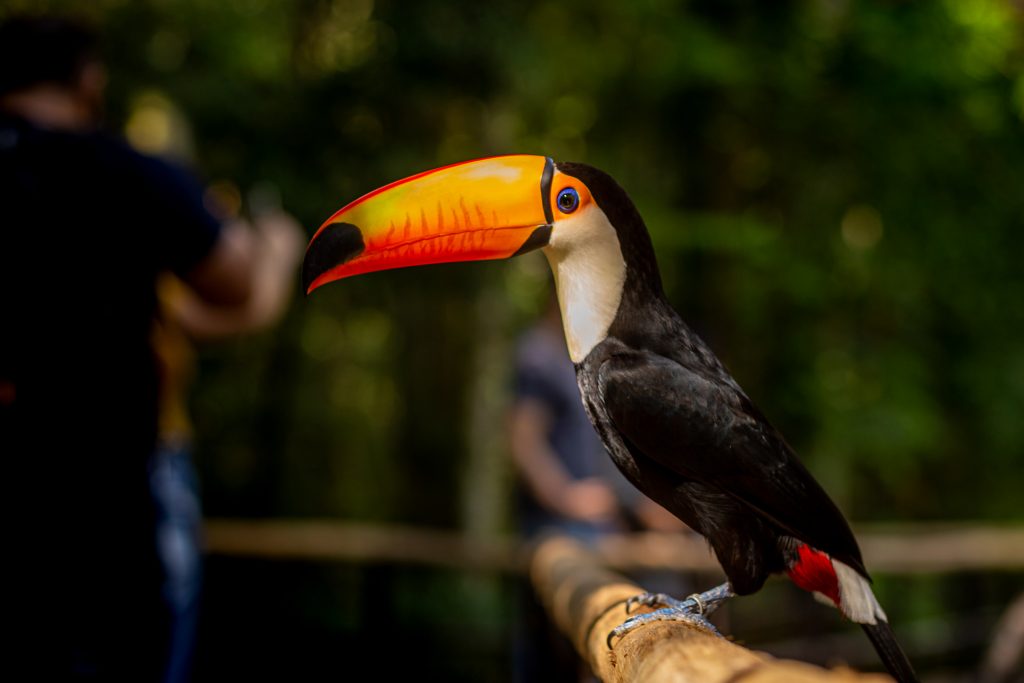 Parque das Aves espera receber 9 mil turistas no feriadão da Independência 2 Tucano toco