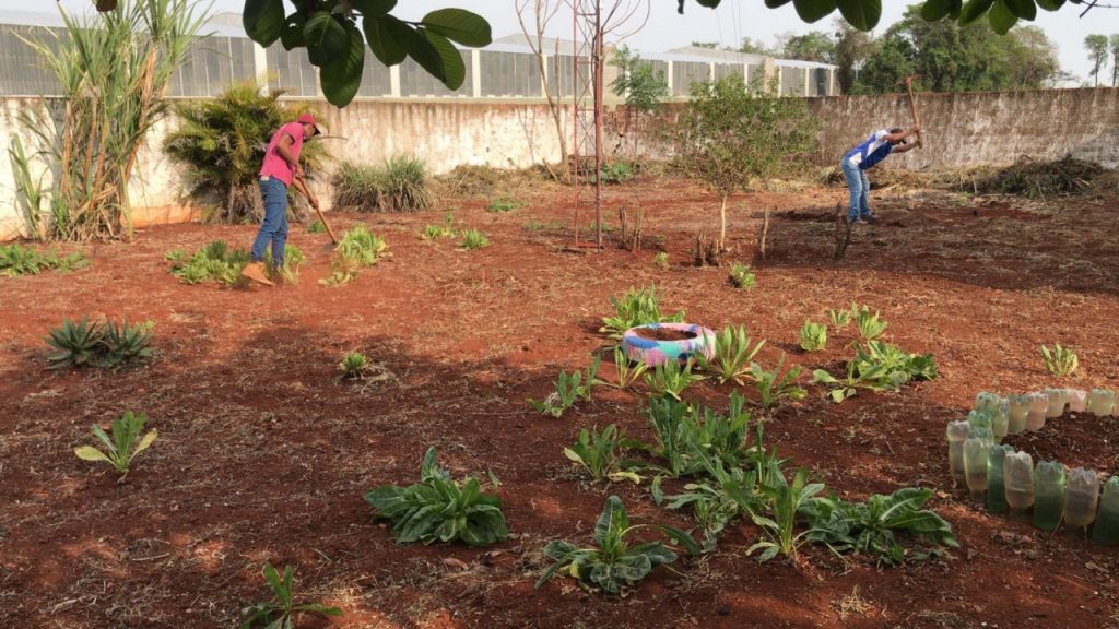 plantacao