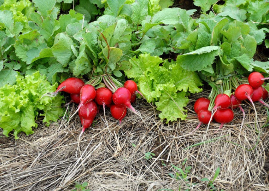 pol de agricultura 1