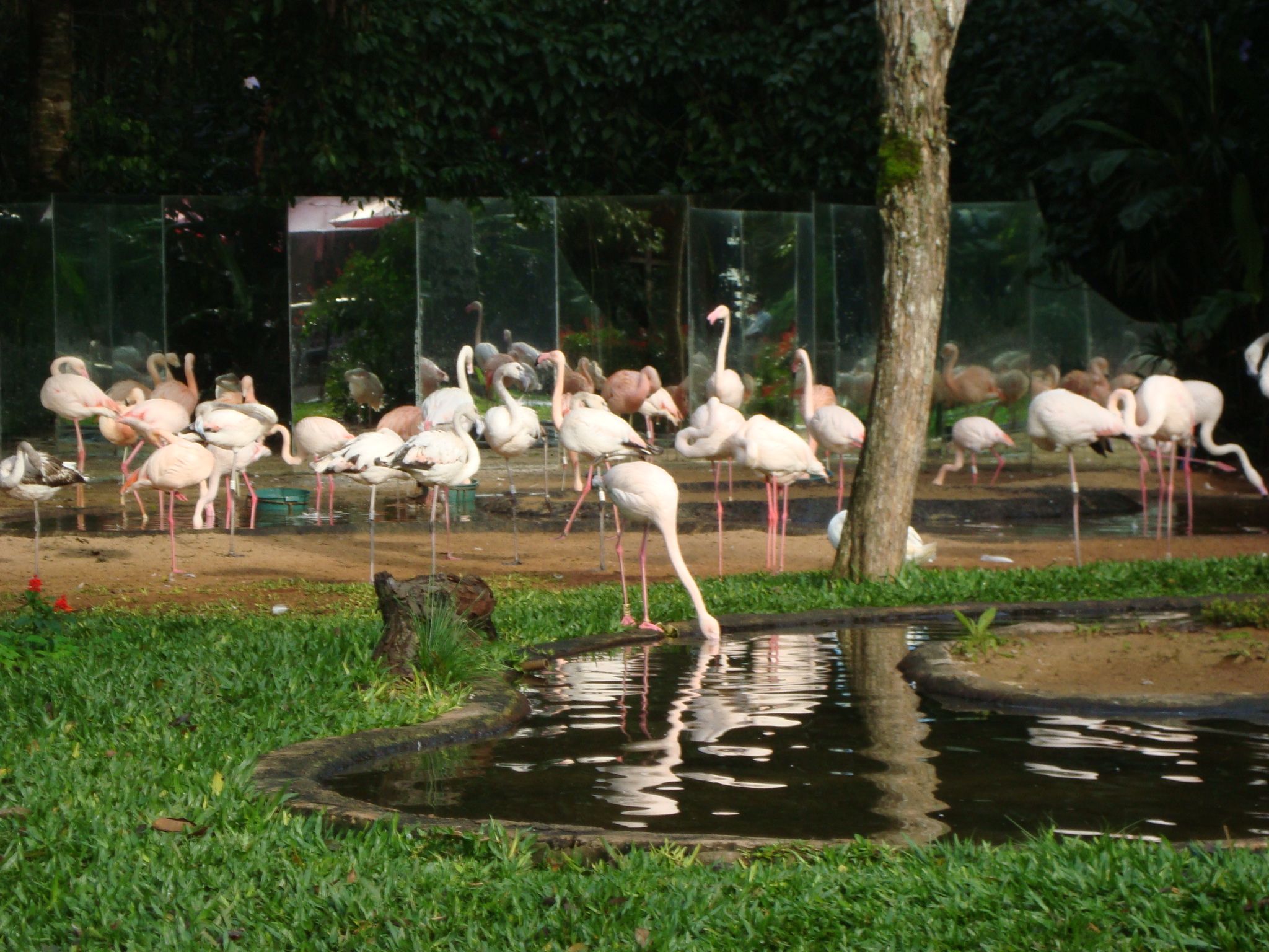 flamingos 1