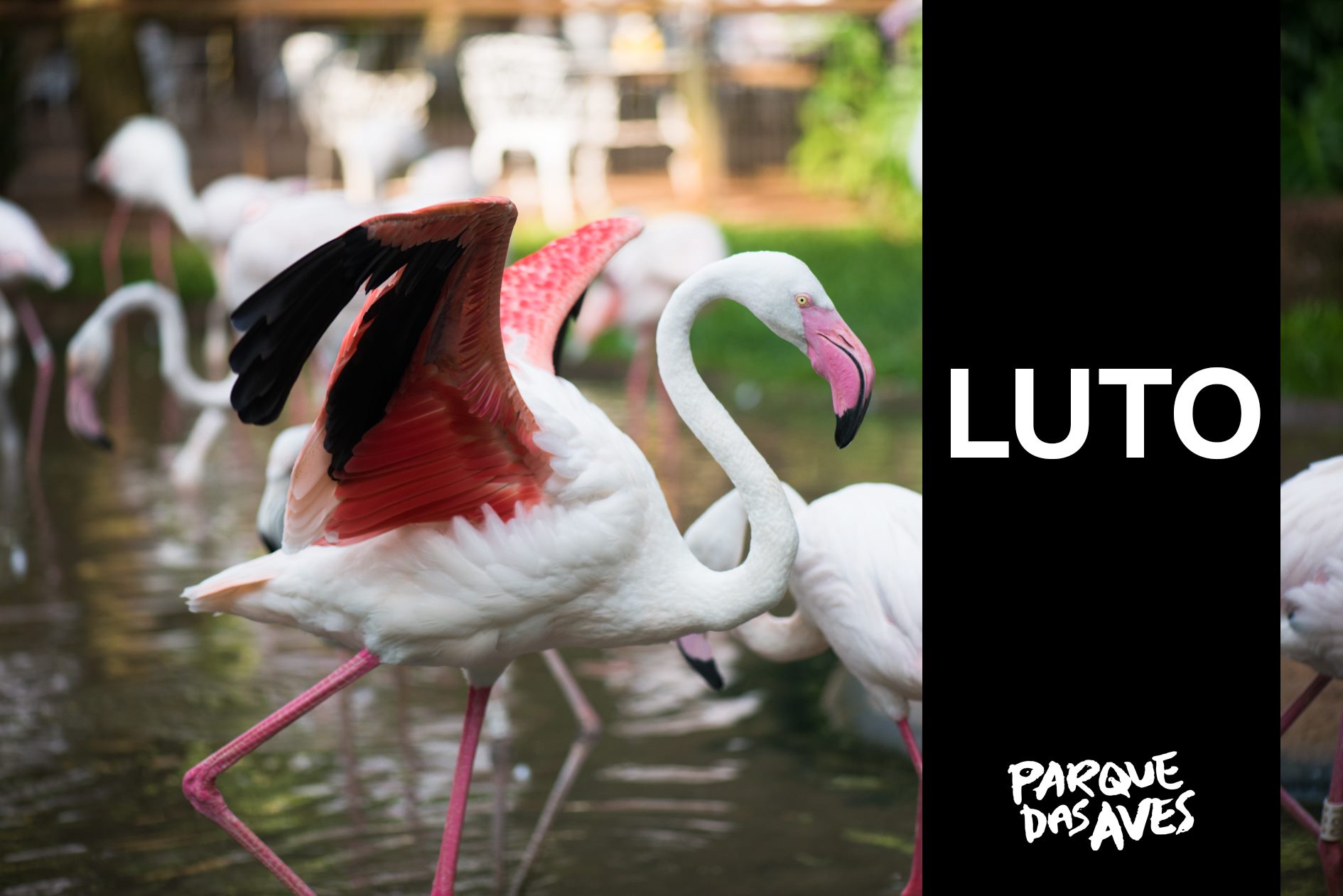 fotos flamingos