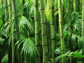 bambu