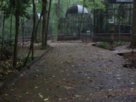 bosque