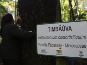 TIMBAUVA PARQUE NACIONAL DO IGUACU 3