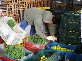 alimentos 9