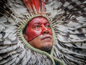 indigena