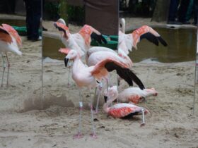 flamingo 2 9
