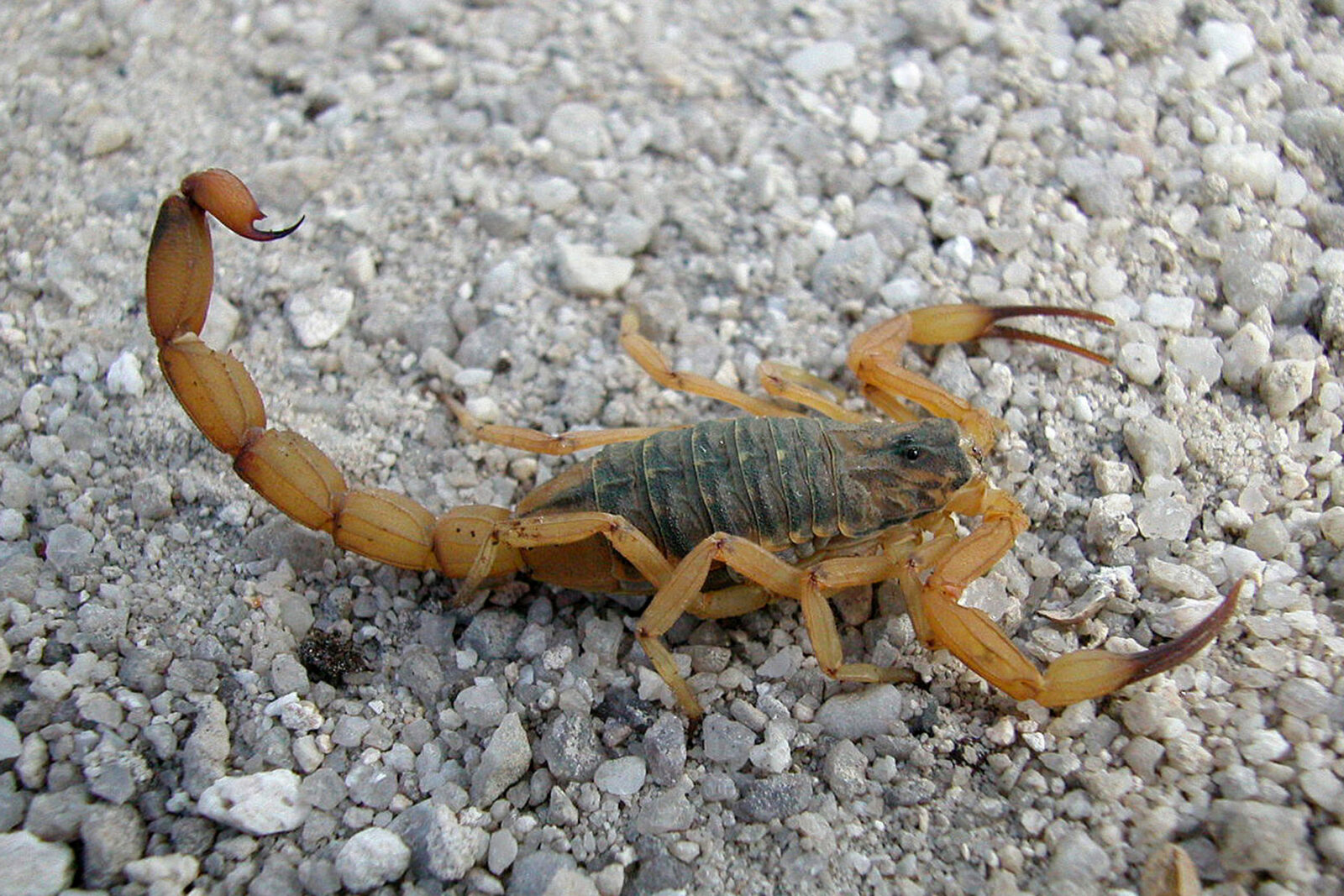 escorpiao 7