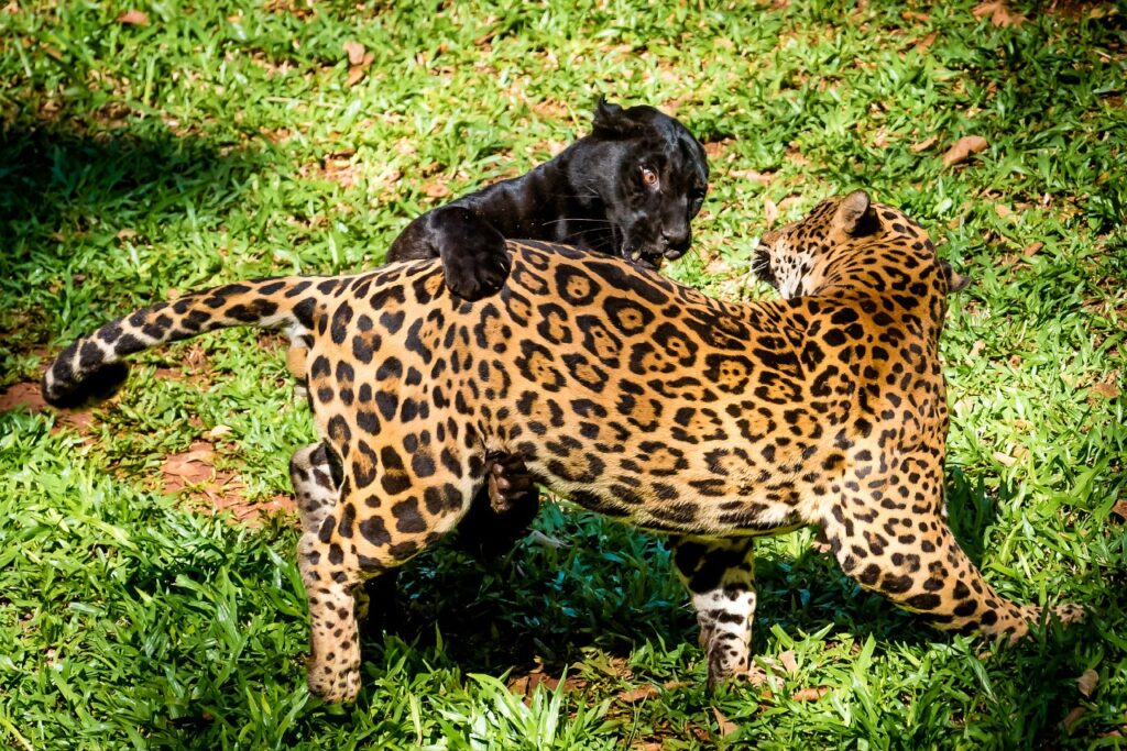 Refúgio Bela Vista renova título de Posto Avançado da Reserva da Mata Atlântica 3 respeito a fauna 402