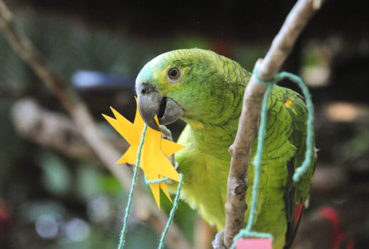 parque das aves