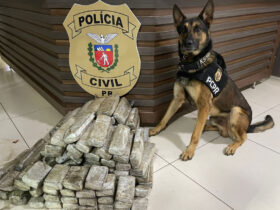 Dog civil20