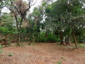 bosque 02