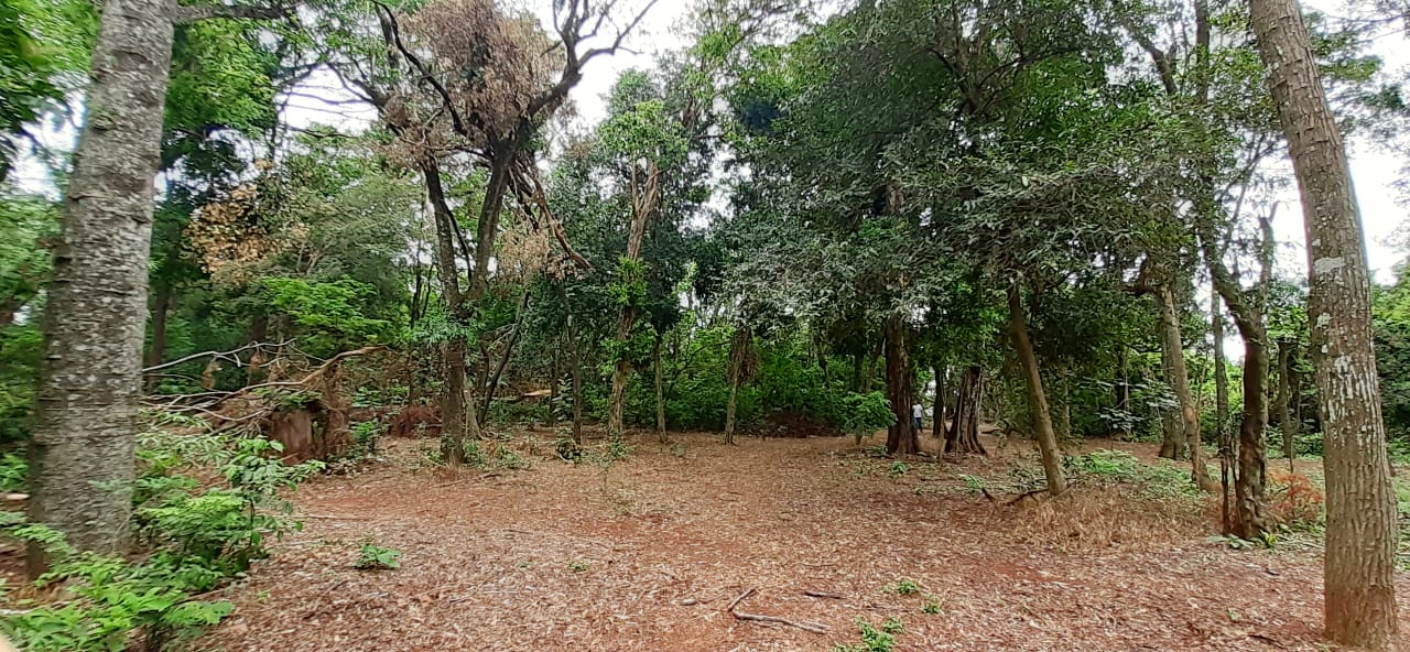 bosque 02