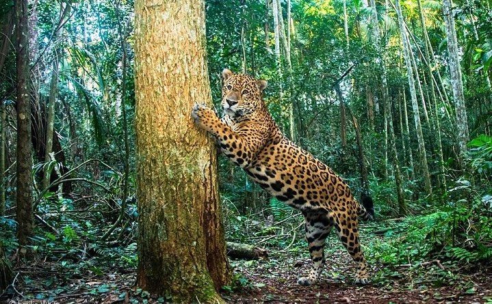 Parque Nacional do Iguaçu chega aos 84 anos como uma referência nacional e internacional 1 catartas 21