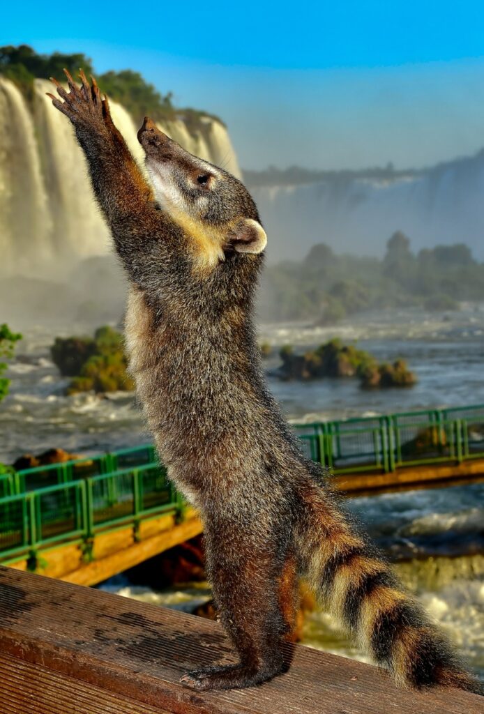 Parque Nacional do Iguaçu chega aos 84 anos como uma referência nacional e internacional 2 catartas 2121