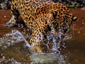 Tecnologia ajuda mapear imagem e áudio na defesa de onça pintada do Parque do Iguaçu