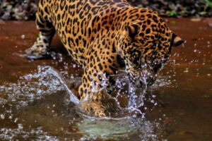 Tecnologia ajuda mapear imagem e áudio na defesa de onça pintada do Parque do Iguaçu
