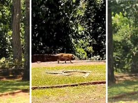 onca no parque