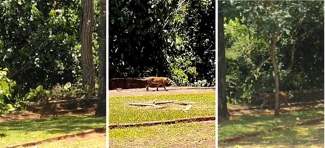 onca no parque