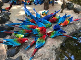 paruqe das aves