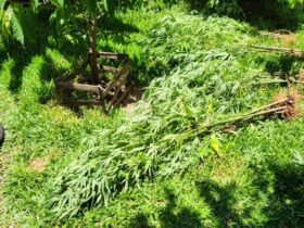 plantacao maconha