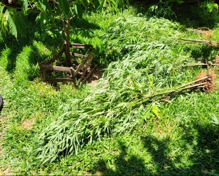 plantacao maconha
