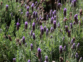lavanda