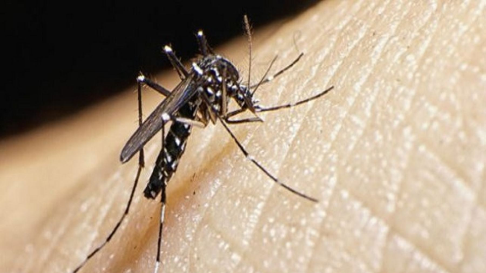dengue 3