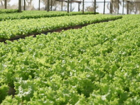 plantacoes