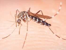 dengue em foz cassos