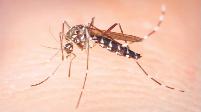 dengue em foz cassos