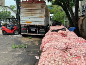 cebolas 2 e1683224679570