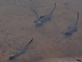 imagem 2023 05 19 084745093