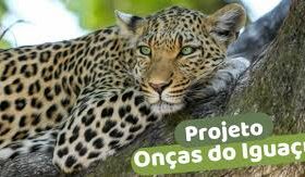projeto iguacu