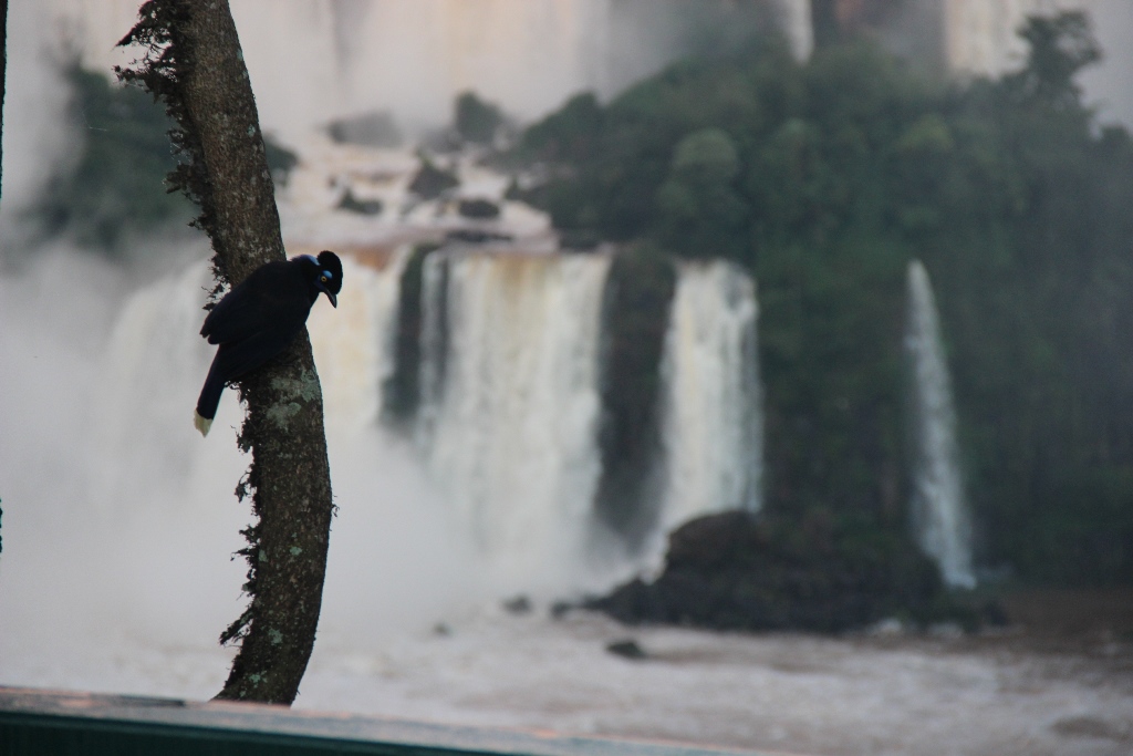 Parque amplia venda do passeio Amanhecer nas Cataratas 2 a1e347a7 b842 4674 9c7f a3e3eb310703