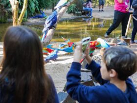 parque das aves 3 95