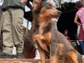 pesquisa34 e1693491690618