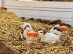 Captura de tela 2023 09 26 111751