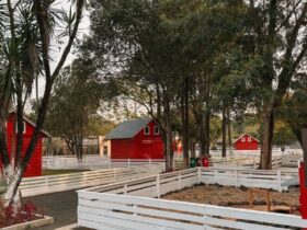 dreams eco park e oncas do iguacu firmam parceria para conservacao na regiao 64fee89de8430 1