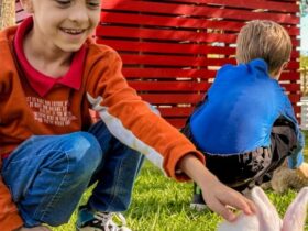 eco park oferece aos visitantes a opcao de acompanhar a rotina de um falcoeiro 650ba45cc3650