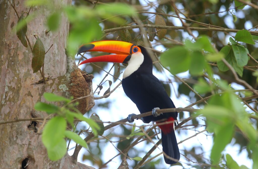 Parque das Aves convida a comunidade a participar do Desafio da Biodiversidade Urbana 2024