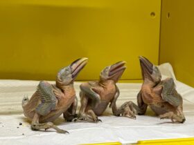 eco park recebe filhotes de aracaris resgatados do trafico de animais 653a8621dae76