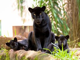 2b0069c7 558f 4f4a bb31 8d4a4781e489