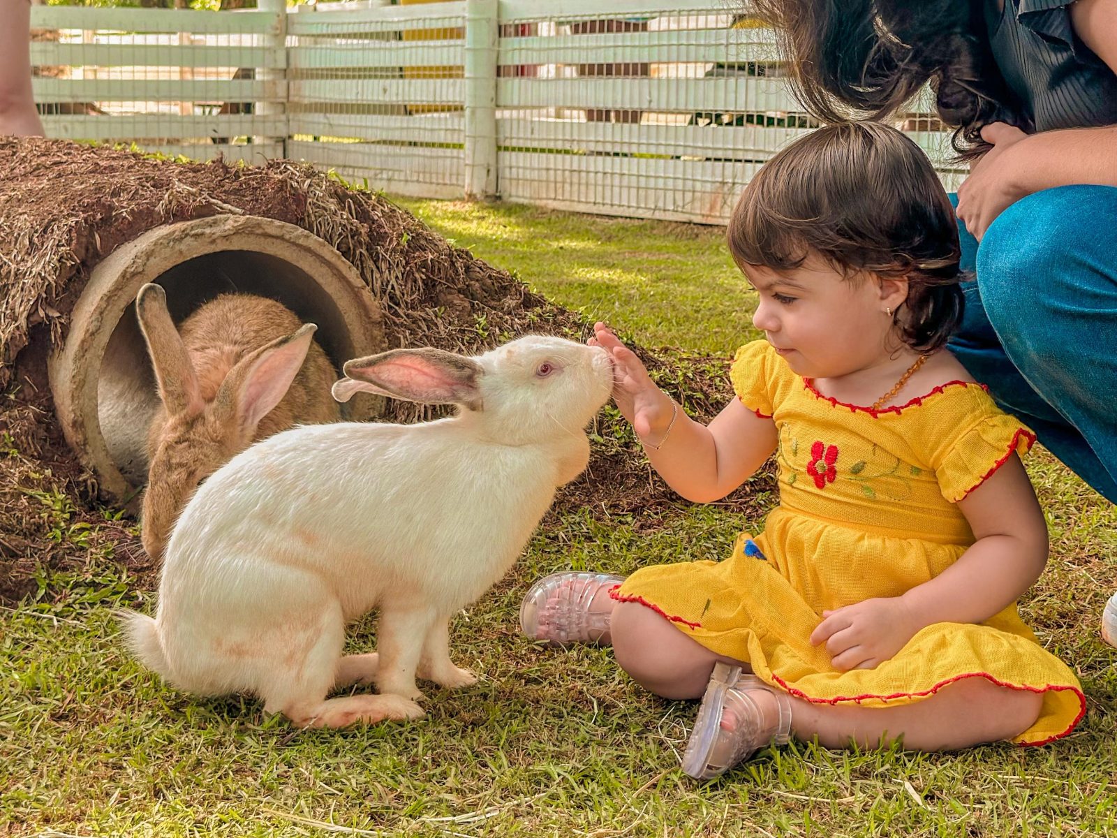 coelho dream park