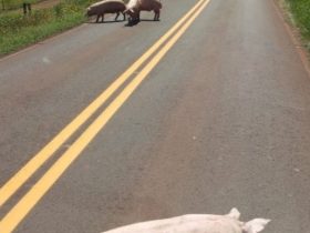 porcos na estrada